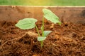 Green leaves seedling or sprout of young pumpkin plant growing on brown coconut shell`s hair soil for vegetable garden Royalty Free Stock Photo