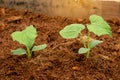 Green leaves seedling or sprout of young pumpkin plant growing on brown coconut shell`s hair for vegetable Royalty Free Stock Photo