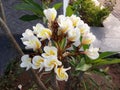 Between the green leaves of a set of beautiful white flowers buds