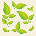 Green leaves set isolated on yellow background. Design elements for natural and eco products Royalty Free Stock Photo