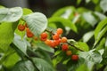 A string of cherries about to mature. Royalty Free Stock Photo