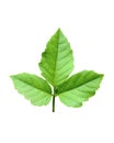 a green leaves set on a white background, green leaf, plant, green tree branch png file Royalty Free Stock Photo
