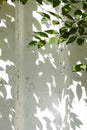 Green leaves shadows against a white wall making a decorative frame Royalty Free Stock Photo
