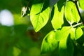 Green leaves, shallow focus. Royalty Free Stock Photo