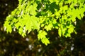 Green leaves, shallow focus Royalty Free Stock Photo