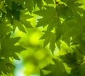 Green leaves, shallow focus Royalty Free Stock Photo