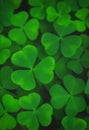 Green leaves of shamrock background