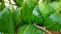 Green leaves with shinny leaf, tropical plant, environmental photo concept Royalty Free Stock Photo