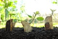 Green leaves shoot sprouting and growing on a dry wood log stump on soil at sunrise. New life, rebirth, hope, spring season. Royalty Free Stock Photo