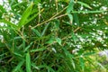 Green leaves and shoots of a bamboo tree Royalty Free Stock Photo