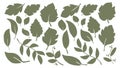 Green Leaves Silhouette Bundle Plants Hand Drawn Flowers Elements Set.Vector Illustration Royalty Free Stock Photo
