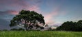 Green leaves of a single nice tree is on top of hill Royalty Free Stock Photo