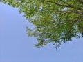 Green leaves and sky. Good to use as background. Royalty Free Stock Photo