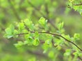 Green leaves. Small branch. Great wallpaper. Royalty Free Stock Photo