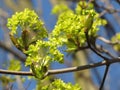 Green leaves. Small branch. Great wallpaper. Royalty Free Stock Photo