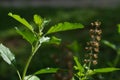 Green leaves and small flowers of Ocimum tenuiflorum or Ocimum sanctum (Holy basil, Thai basil, tulsi) Royalty Free Stock Photo