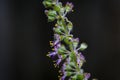 Green leaves and small flowers of Ocimum tenuiflorum or Ocimum sanctum (Holy basil, Thai basil, tulsi) Royalty Free Stock Photo