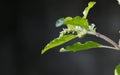 Green leaves and small flowers of Ocimum tenuiflorum or Ocimum sanctum (Holy basil, Thai basil, tulsi) Royalty Free Stock Photo