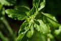 Green leaves and small flowers of Ocimum tenuiflorum or Ocimum sanctum (Holy basil, Thai basil, tulsi) Royalty Free Stock Photo