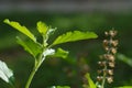 Green leaves and small flowers of Ocimum tenuiflorum or Ocimum sanctum (Holy basil, Thai basil, tulsi) Royalty Free Stock Photo