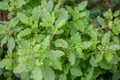 Green leaves and small flowers of Ocimum tenuiflorum or Ocimum sanctum Holy basil, Thai basil, tulsi ,Tulsi leaves background. Royalty Free Stock Photo