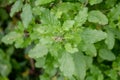 Green leaves and small flowers of Ocimum tenuiflorum or Ocimum sanctum Holy basil, Thai basil, tulsi ,Tulsi leaves background. Royalty Free Stock Photo