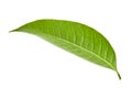 Green leaves, Small green foliage on twig  isolated on white background with clipping path Royalty Free Stock Photo