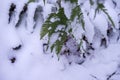 Green leaves in the snow. Fern in the snow. Snowflakes on the green grass. The first snow in the fall Royalty Free Stock Photo