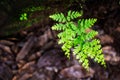 Green leaves soft focus closeup