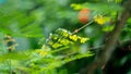 Green leaves soft focus