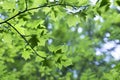 Green leaves of Sorbus torminalis Crantz in the forest Royalty Free Stock Photo
