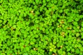 Green leaves of Spanish Shawl or Heterocentron elegans