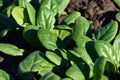 Green leaves, spinach plants.