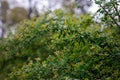 Green leaves of Spiraea nipponica Snowmound under the drops of spring rain. Natural floral texture. Soft selective focus