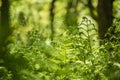 Green leaves of Spring fern close up in the forest, natural background Royalty Free Stock Photo