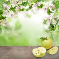 Green Leaves, Spring Flowers, Apple Fruit Royalty Free Stock Photo