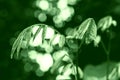 Green leaves spring  with green light  bokeh , spring  nature  wallpaper background Royalty Free Stock Photo