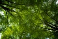 Green leaves on spring tree background. Green leaf forest greenery background. Green leaf forest on blurred greenery Royalty Free Stock Photo