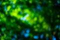 Green leaves on spring tree background. Green leaf forest greenery background. Green leaf forest on blurred greenery Royalty Free Stock Photo