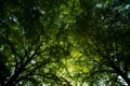Green leaves on spring tree background. Green leaf forest greenery background. Green leaf forest on blurred greenery Royalty Free Stock Photo