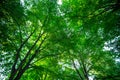 Green leaves on spring tree background. Green leaf forest greenery background. Green leaf forest on blurred greenery Royalty Free Stock Photo