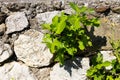 Green leaves and sprouts of a fig tree in spring, sprouted among the stones Royalty Free Stock Photo