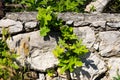 Green leaves and sprouts of a fig tree in spring, sprouted among the stones Royalty Free Stock Photo