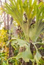 Green leaves of staghorn fern (Platycerium superbum) on tree trunk in the forest. Platycerium superbum, commonly known as the stag