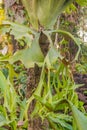 Green leaves of staghorn fern (Platycerium superbum) on tree trunk in the forest. Platycerium superbum, commonly known as the stag