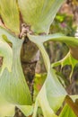 Green leaves of staghorn fern (Platycerium superbum) on tree trunk in the forest. Platycerium superbum, commonly known as the stag