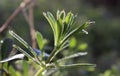 Green leaves and stem of Galium aparine