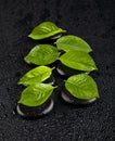 Green leaves on the stones in the water droplets on black background Royalty Free Stock Photo