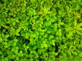 Green leaves strawberries texture background macro.