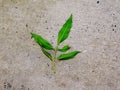 Green leaves on the street